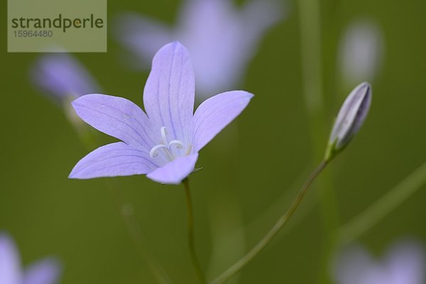 Ausbreitende Glockenblume (Campanula patula)