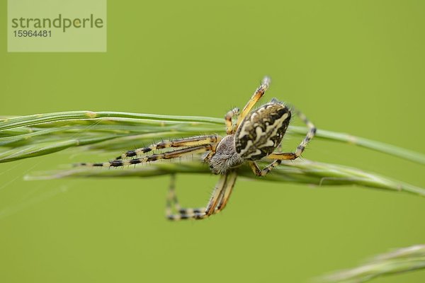 Eichblatt-Radspinne (Aculepeira ceropegia)