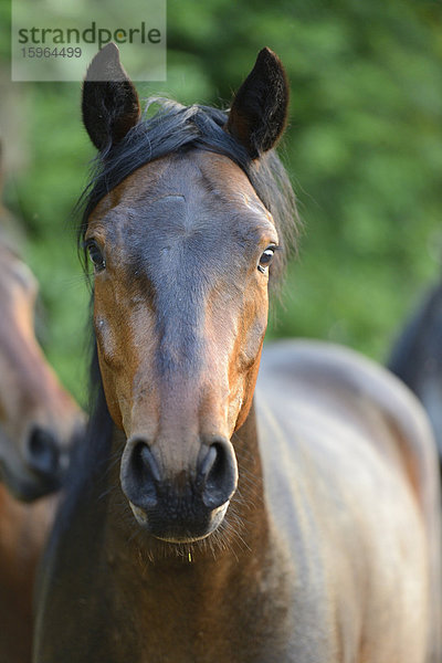 Connemara-Pony  Portrait