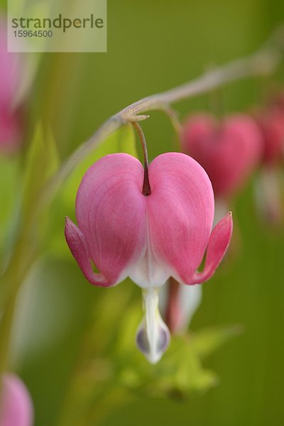 Tränendes Herz (Lamprocapnos spectabilis)