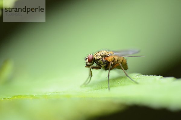 Schmeißfliege (Calliphoridae) auf einem Blatt