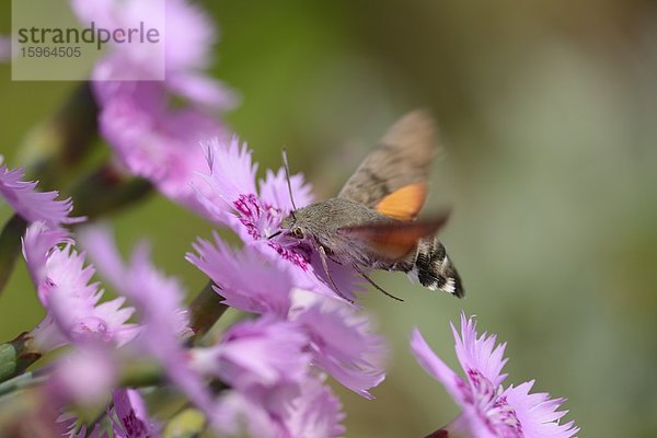 Taubenschwänzchen (Macroglossum stellatarum) auf einer Blüte