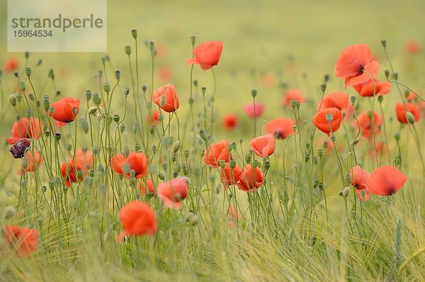 Mohnblumenfeld im Sommer