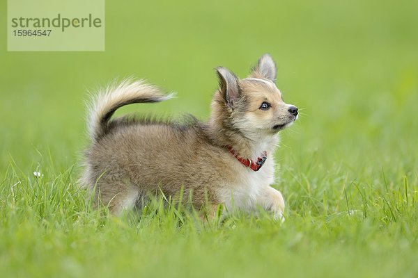 Chihuahua-Welpe im Gras