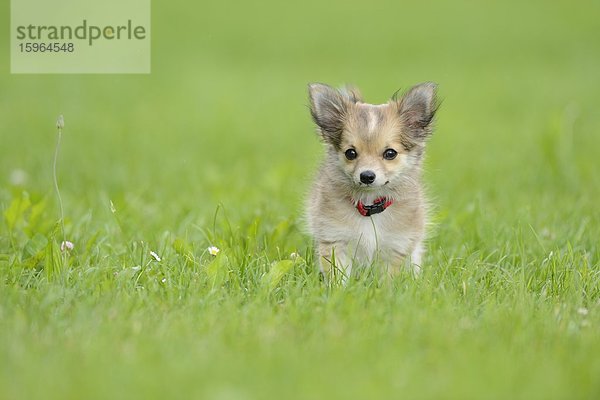 Chihuahua-Welpe im Gras