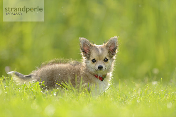 Chihuahua-Welpe im Gras