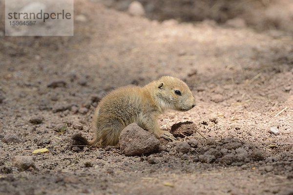 Junger Schwarzschwanz-Präriehund (Cynomys ludovicianus)