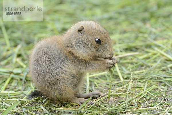 Junger Schwarzschwanz-Präriehund (Cynomys ludovicianus)