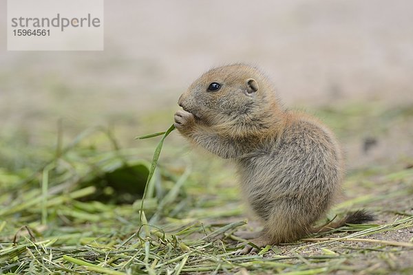 Junger Schwarzschwanz-Präriehund (Cynomys ludovicianus)