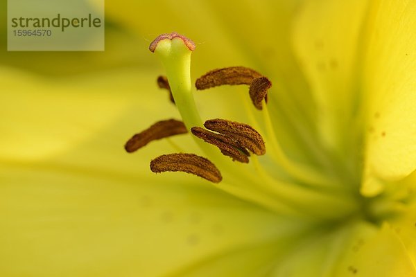 Lilienblüte  close-up