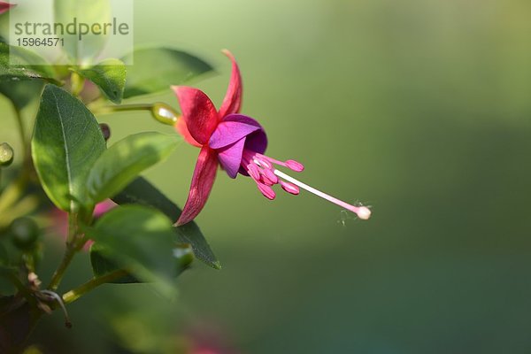 Blüte einer Fuchsie  close-up