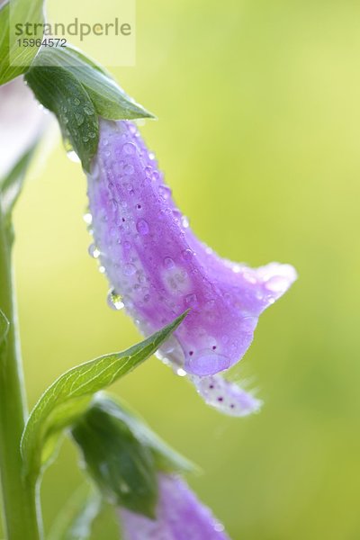 Blüte eines Roten Fingerhuts (Digitalis purpurea)  close-up