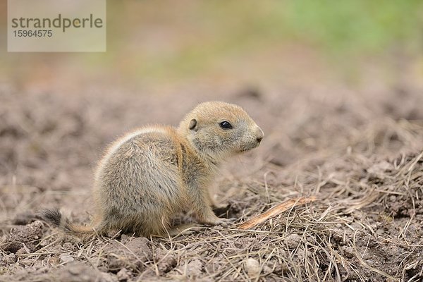 Junger Schwarzschwanz-Präriehund (Cynomys ludovicianus)