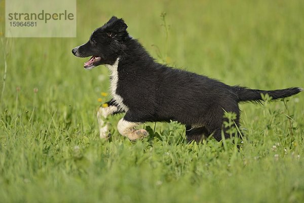 Hunde-Welpe läuft im Gras