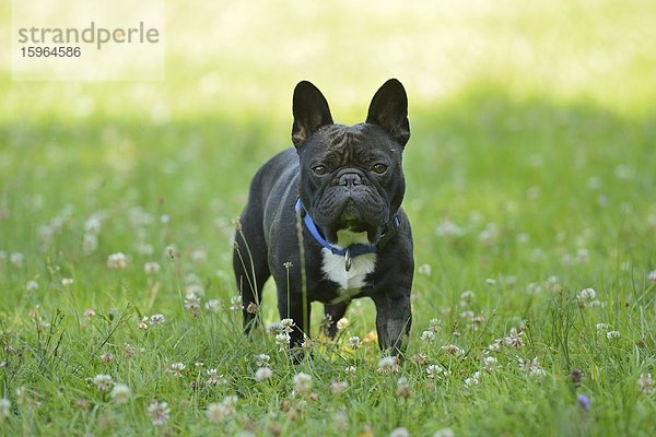 Französische Bulldogge im Gras