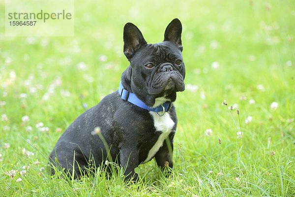 Französische Bulldogge im Gras