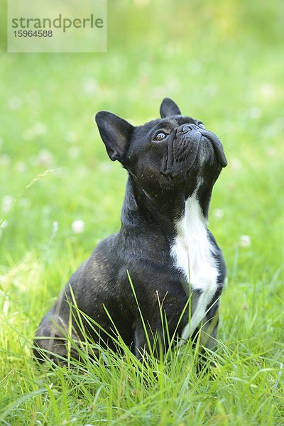 Französische Bulldogge im Gras schaut nach oben