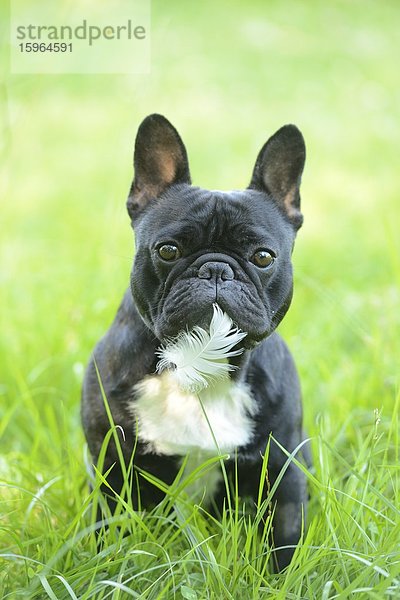 Französische Bulldogge im Gras