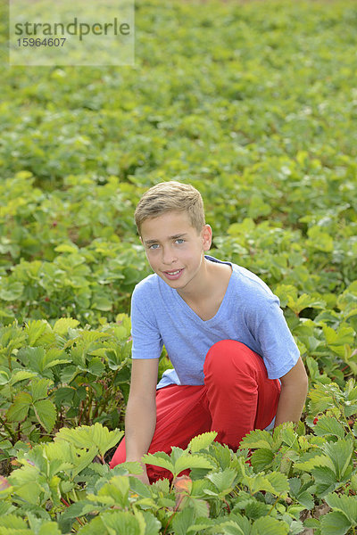 Teenager pflückt Erdbeeren auf einem Feld