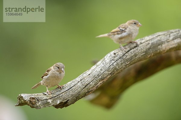 Zwei Feldsperlinge  Passer montanus  Bayern  Deutschland  Europa