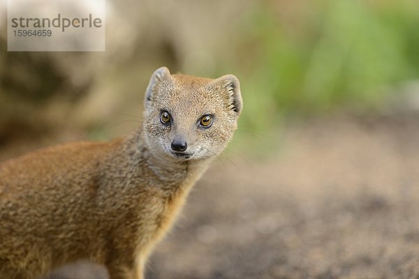 Fuchsmanguste  Cynictis penicillata  Bayern  Deutschland  Europa