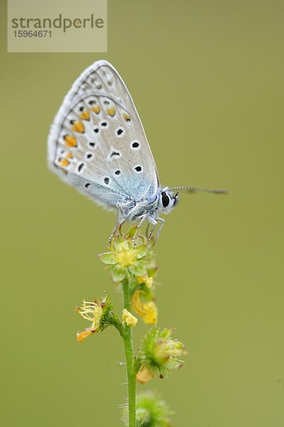 Close-up eines Hauhechel-Bläulings (Polyommatus icarus) an einer Blüte