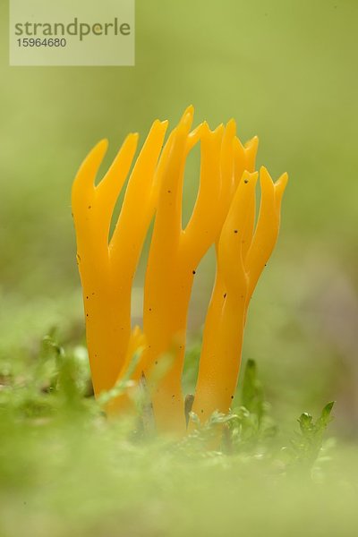 Close-up eines Klebrigen Hörnlings (Calocera viscosa) in einem Wald