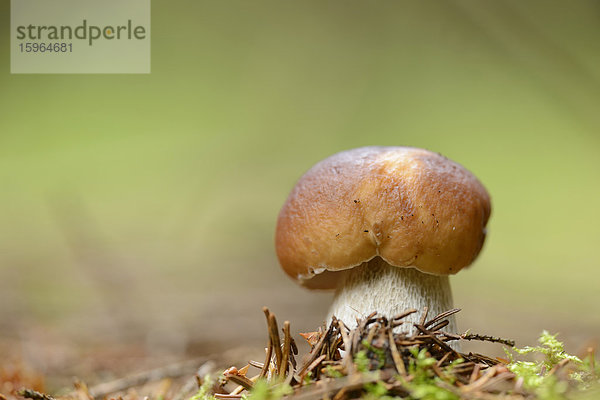 Close-up eines Steinpilzes (Boletus edulis) in einem Wald