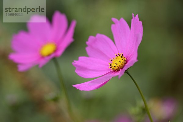 Close-up der Blüte eines Schmuckkörbchens (Cosmos bipinnatus) in einem Garten