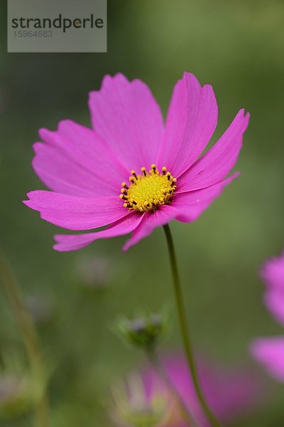 Close-up der Blüte eines Schmuckkörbchens (Cosmos bipinnatus) in einem Garten