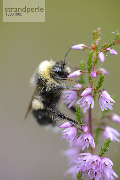 Close-up einer Großen Erdhummel (Bombus magnus) an einer Blüte