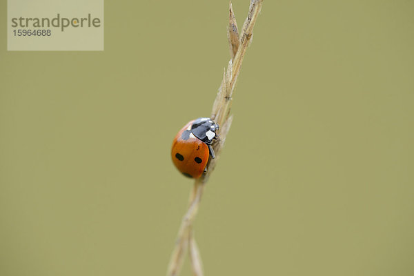 Close-up eines Siebenpunkt-Marienkäfers (Coccinella septempunctata) an einem Grashalm