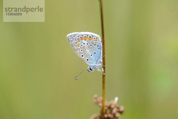 Close-up eines Hauhechel-Bläulings (Polyommatus icarus) an einem Grashalm