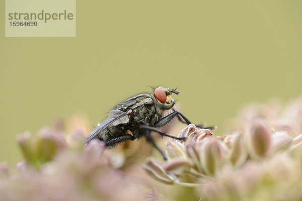 Close-up einer Schmeißfliege (Calliphoridae) an einer Blüte