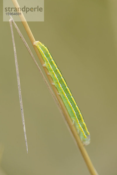 Close-up der Raupe eines Kleinen Wiesenvögelchens (Coenonympha pamphilus) an einem Grashalm