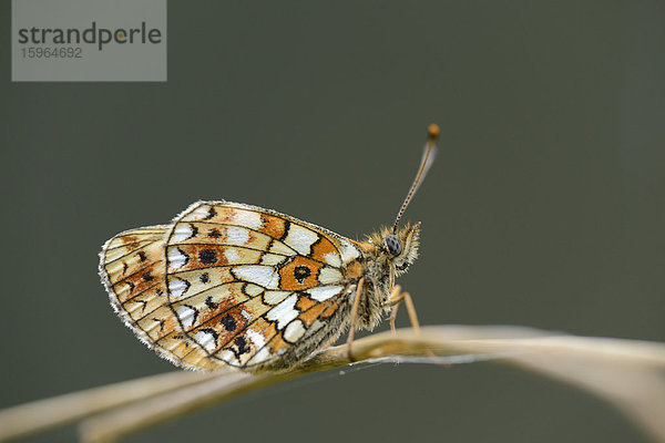 Close-up eines Flockenblumen-Scheckenfalters (Melitaea phoebe) an einem Grashalm