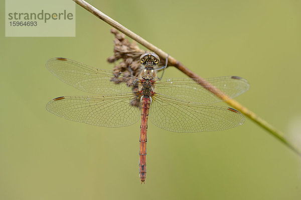 Close-up einer Großen Heidelibelle (Sympetrum striolatum) an einem Grashalm