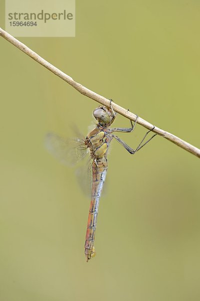 Close-up einer Großen Heidelibelle (Sympetrum striolatum) an einem Grashalm