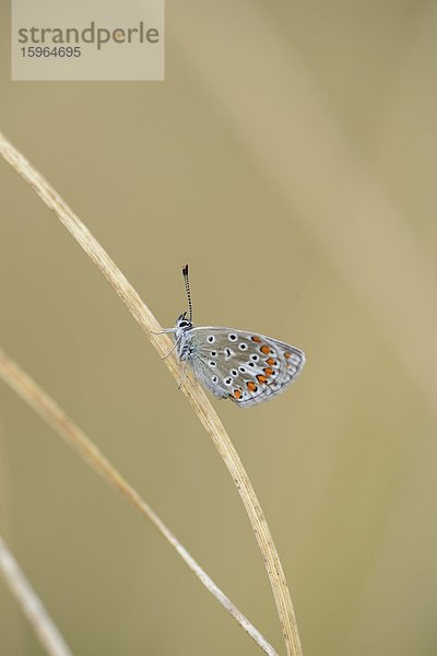 Close-up eines Hauhechel-Bläulings (Polyommatus icarus) an einem Grashalm