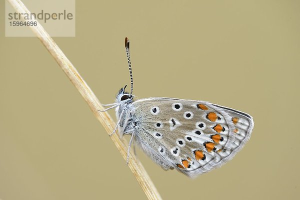 Close-up eines Hauhechel-Bläulings (Polyommatus icarus) an einem Grashalm