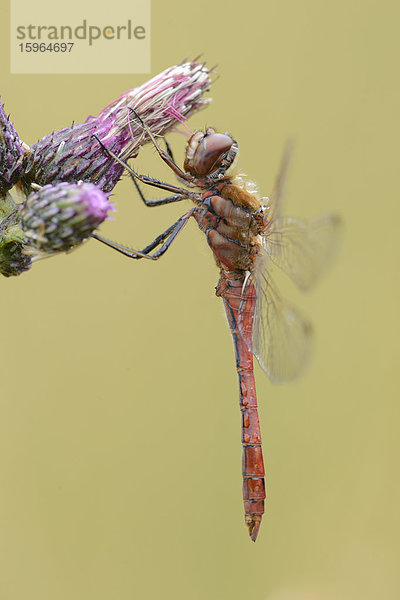 Close-up einer Großen Heidelibelle (Sympetrum striolatum) an einer Blüte