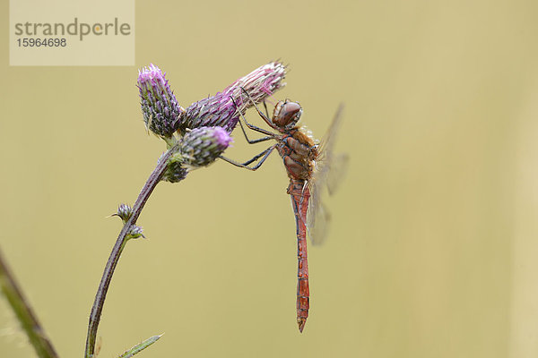 Close-up einer Großen Heidelibelle (Sympetrum striolatum) an einer Blüte