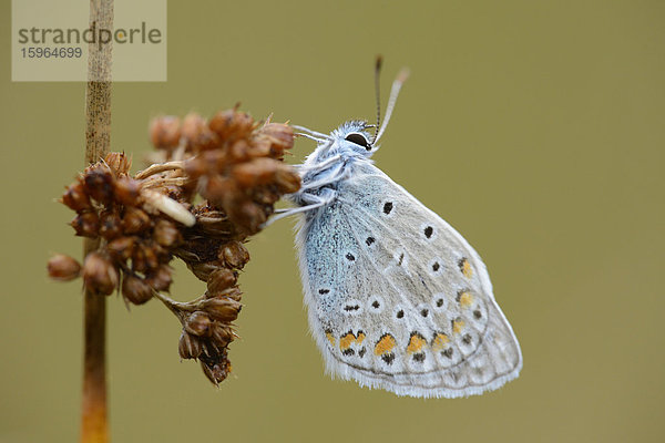 Close-up eines Hauhechel-Bläulings (Polyommatus icarus) an einem Grashalm