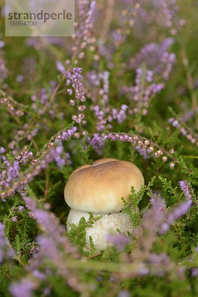 Close-up eines Steinpilzes (Boletus edulis) in einem Wald