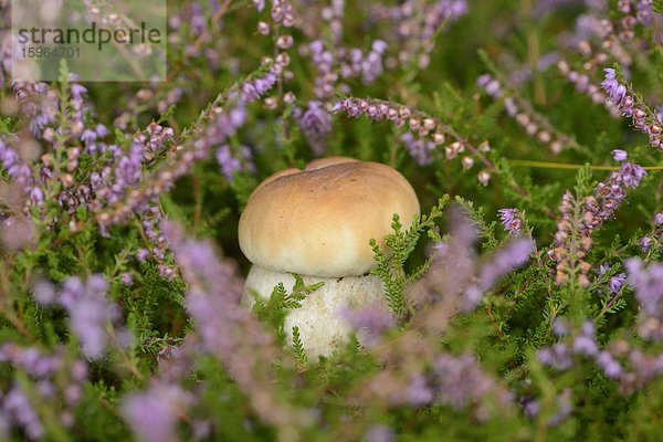 Close-up eines Steinpilzes (Boletus edulis) in einem Wald