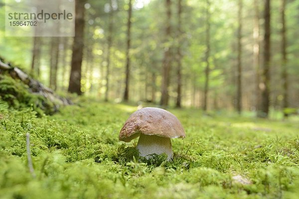 Close-up eines Steinpilzes (Boletus edulis) in einem Wald