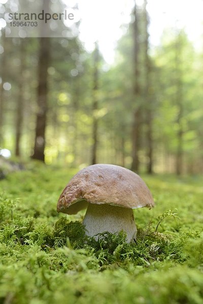 Close-up eines Steinpilzes (Boletus edulis) in einem Wald