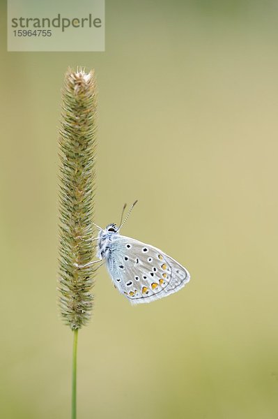 Close-up eines Hauhechel-Bläulings (Polyommatus icarus) an einem Grashalm