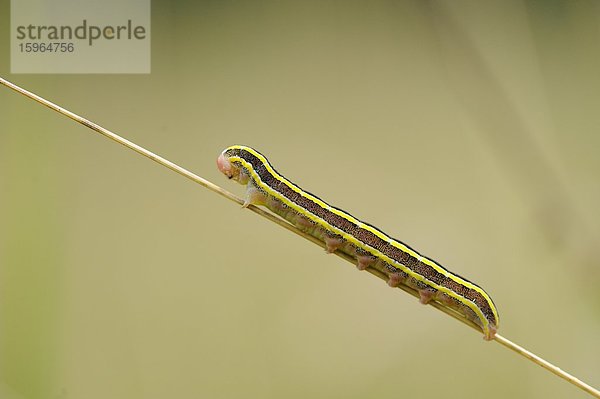 Close-up der Raupe einer Erbseneule (Ceramica pisi) an einem Grashalm