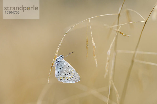 Close-up eines Hauhechel-Bläulings (Polyommatus icarus) an einem Grashalm